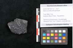 Foto (Objekt + Etikett) von Baiera australis Ettingshausen (NHMW-GEO-2024-0188-10277b)